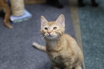 Sorrel -  Tabby Cat for Adoption in Cut Bank, Montana - Sorrel | PetCurious
