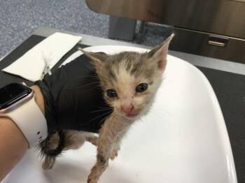 Domestic Short Hair Cats Available for Adoption in Thousand Palms, California - UDON | PetCurious