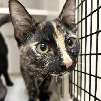 KitKat -  Domestic Short Hair Cat for Adoption in Redwood City, California - KitKat | PetCurious