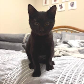 Thumbelina -  Domestic Short Hair Cat for Adoption in Georgetown, Kentucky - Thumbelina | PetCurious