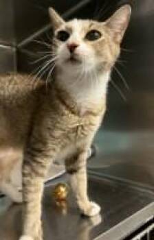 Domestic Short Hair Cats Available for Adoption in Westminster, Maryland - ALBERTA | PetCurious