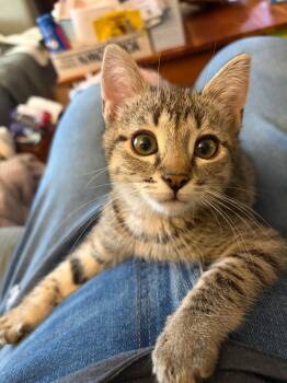 Domestic Short Hair Cats Available for Adoption in Pasco, Washington - Mambo | PetCurious