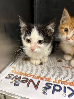 Rescue Domestic Short Hair Cats for Adoption in Henderson, North Carolina - Phish | PetCurious