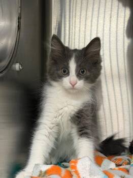 Irish -  Domestic Long Hair Cat for Adoption in Chico, California - Irish | PetCurious