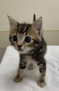 Nash -  Domestic Short Hair Cat for Adoption in Santa Rosa, California - Nash | PetCurious