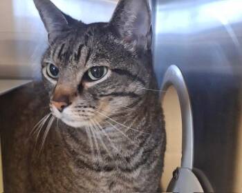 Domestic Short Hair Cats Available for Adoption in Olathe, Kansas - PAUL | PetCurious