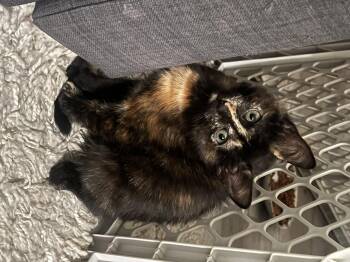 Rescue Domestic Short Hair Cats for Adoption in Buffalo, New York - Velma | PetCurious