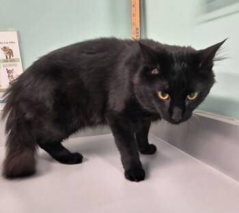 Rescue Domestic Medium Hair Cats for Adoption in Athens, Tennessee - Foster | PetCurious