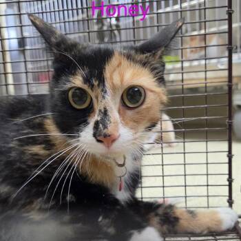 Honey -  Domestic Short Hair Cat for Adoption in Windsor, Virginia - Honey | PetCurious