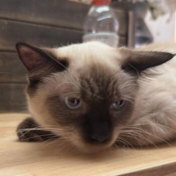 Pearl -  American Shorthair Cat for Adoption in Newberg, Oregon - Pearl | PetCurious