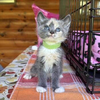 Bloom -  Domestic Medium Hair Cat for Adoption in Blue Ridge, Georgia - Bloom | PetCurious