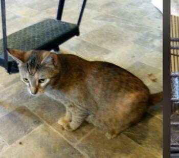 Cheesecake -  Domestic Short Hair Cat for Adoption in Thatcher, Arizona - Cheesecake | PetCurious