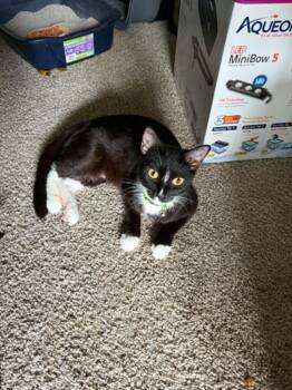 Momma Kitty aka Nugget -  Domestic Short Hair Cat for Adoption in Mount Vernon, Washington - Momma Kitty Aka Nugget | PetCurious