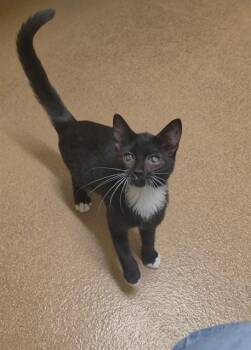 MIRA -  Domestic Short Hair Cat for Adoption in St. Peters, Missouri - MIRA | PetCurious