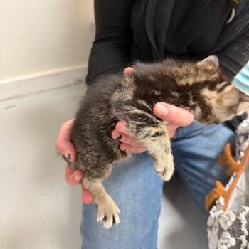 Mike -  Domestic Short Hair Cat for Adoption in Driggs, Idaho - Mike | PetCurious