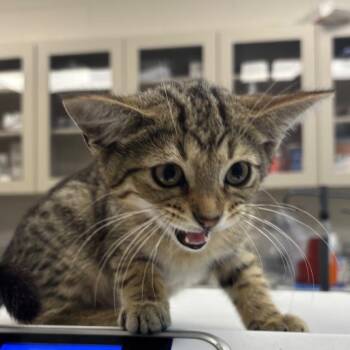 Tortellini -  Domestic Short Hair Cat for Adoption in Evanston, Illinois - Tortellini | PetCurious