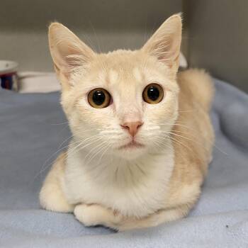 Crocodile -  Domestic Short Hair Cat for Adoption in Grayslake, Illinois - Crocodile | PetCurious