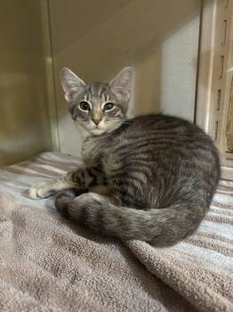 Claude -  Domestic Short Hair and Tabby Cat for Adoption in Yardley, Pennsylvania - Claude | PetCurious