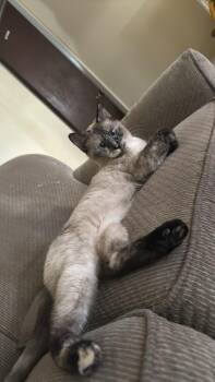 Siamese and Burmese Cats Available for Adoption - Smores | PetCurious