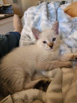 Rocket -  Domestic Short Hair Cat Available for Adoption in Penryn, California - Rocket | PetCurious