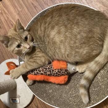 Domestic Short Hair Cats Available for Adoption - Enzo 12865 | PetCurious