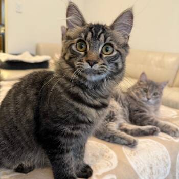 Amelia -  Domestic Medium Hair Cat for Adoption in Los Angeles, California - Amelia | PetCurious