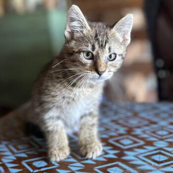 Grumpy -  Domestic Short Hair Cat for Adoption in Hackett, Arkansas - Grumpy | PetCurious