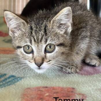 Patti -  Domestic Short Hair Cat for Adoption in Knoxville, Tennessee - Patti | PetCurious