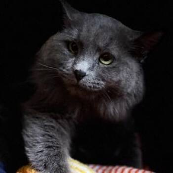 Rescue Russian Blue Cats for Adoption in Lodi, California - Blu | PetCurious