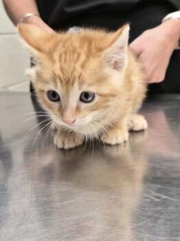 Domestic Short Hair Cats Available for Adoption in Covington, Louisiana - Papaya | PetCurious