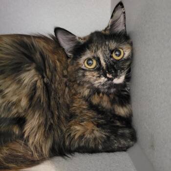 Domestic Medium Hair Cats Available for Adoption in Priest River, Idaho - Sophie | PetCurious