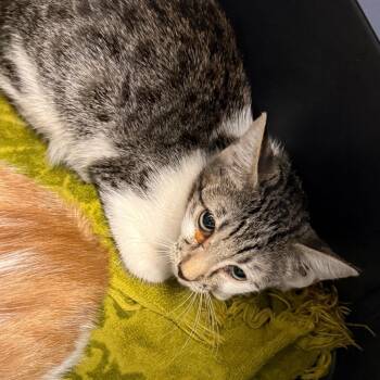 Linnea -  Domestic Short Hair Cat for Adoption in Abilene, Texas - Linnea | PetCurious