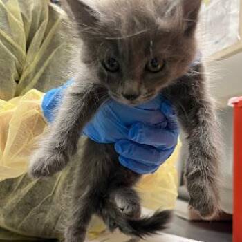 Domestic Short Hair Cats Available for Adoption in Las Vegas, Nevada - VIOLA | PetCurious