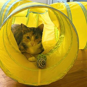 Dolly -  Domestic Short Hair Cat for Adoption in Houston, Texas - Dolly | PetCurious