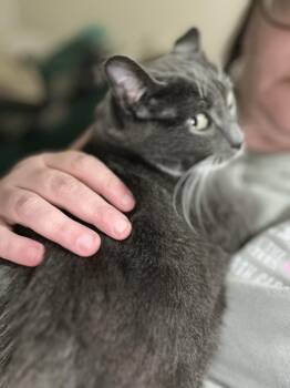 Michelin -  Domestic Short Hair Cat for Adoption in Syracuse, New York - Michelin | PetCurious