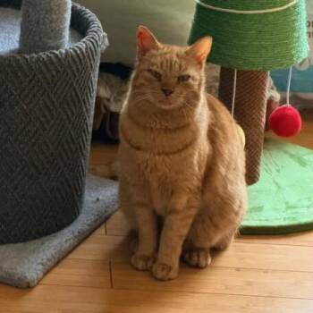 Domestic Short Hair Cats Available for Adoption - Ginger | PetCurious