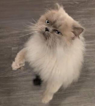 Rescue Himalayan Cats for Adoption in Kenosha, Wisconsin - LILY PURL | PetCurious