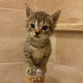 Grub -  Domestic Short Hair Cat for Adoption in Lutz, Florida - Grub | PetCurious