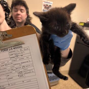 Domestic Short Hair Cats Available for Adoption in Tempe, Arizona - Spaniel | PetCurious