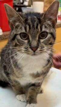 PEACHES -  Domestic Short Hair Cat for Adoption in Elizabethton, Tennessee - PEACHES | PetCurious