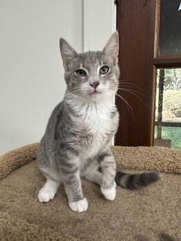 Lulu -  Tabby Cat for Adoption in Lawrenceville, Georgia - Lulu | PetCurious