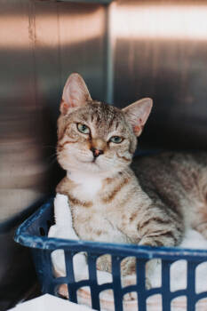 Rescue Domestic Short Hair Cats for Adoption in North Charleston, South Carolina - 89165a Theodore | PetCurious