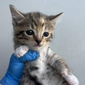 Domestic Short Hair Cats Available for Adoption in Chesapeake, Virginia - Waterside Valley | PetCurious