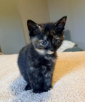 Domestic Short Hair Cats Available for Adoption in Metamora, Illinois - Azalea | PetCurious
