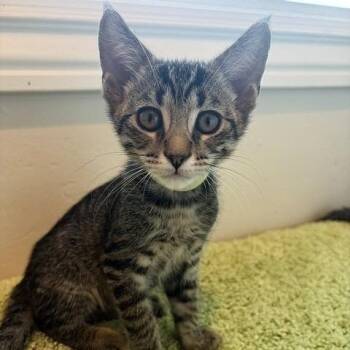 Chip -  Domestic Short Hair Cat for Adoption in Pleasant Hill, California - Chip | PetCurious