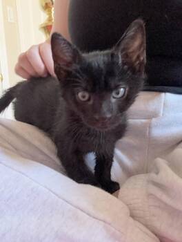 Rescue Egyptian Mau Cats for Adoption in Newmarket, Ontario - Rudie | PetCurious