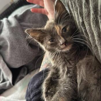 Frankie -  Domestic Medium Hair Cat for Adoption in Baltimore, Maryland - Frankie | PetCurious