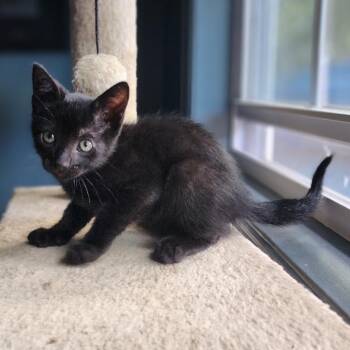 Pepper -  Domestic Short Hair Cat for Adoption in Sarasota, Florida - Pepper | PetCurious