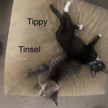 Tinsel -  Domestic Short Hair and Abyssinian Cat for Adoption in Seven Valleys, Pennsylvania - Tinsel | PetCurious