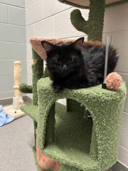Batgirl -  Domestic Medium Hair Cat for Adoption in Chattanooga, Tennessee - Batgirl | PetCurious
